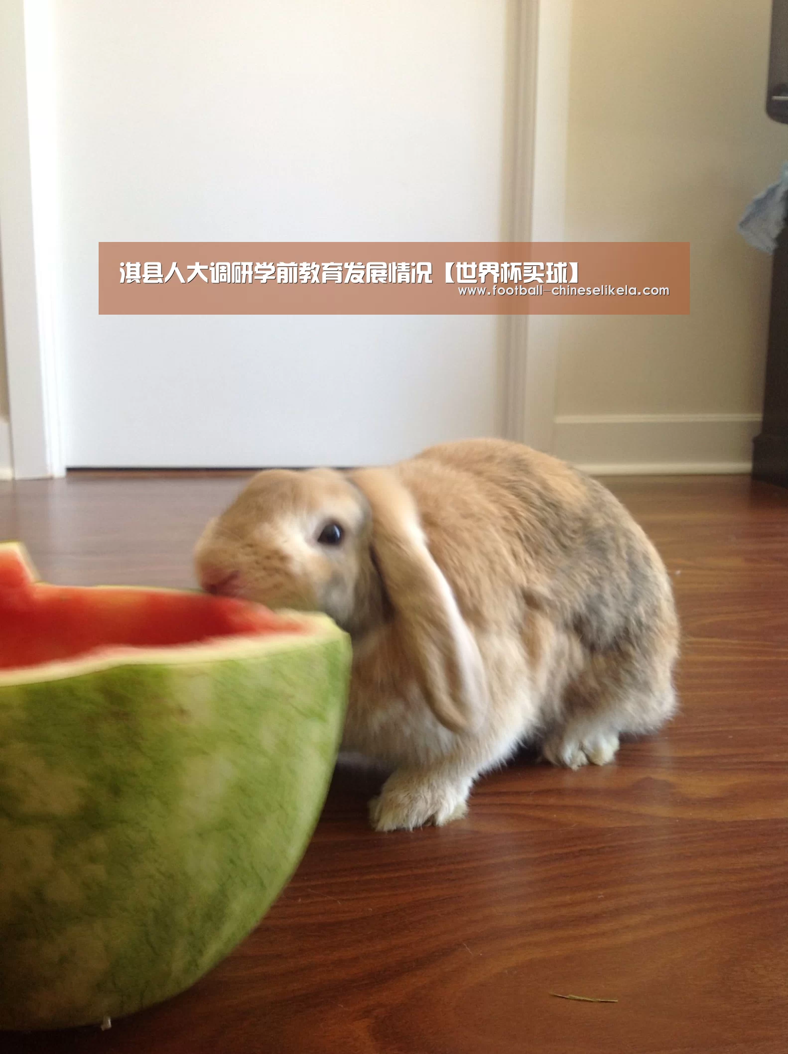 世界杯买球网站